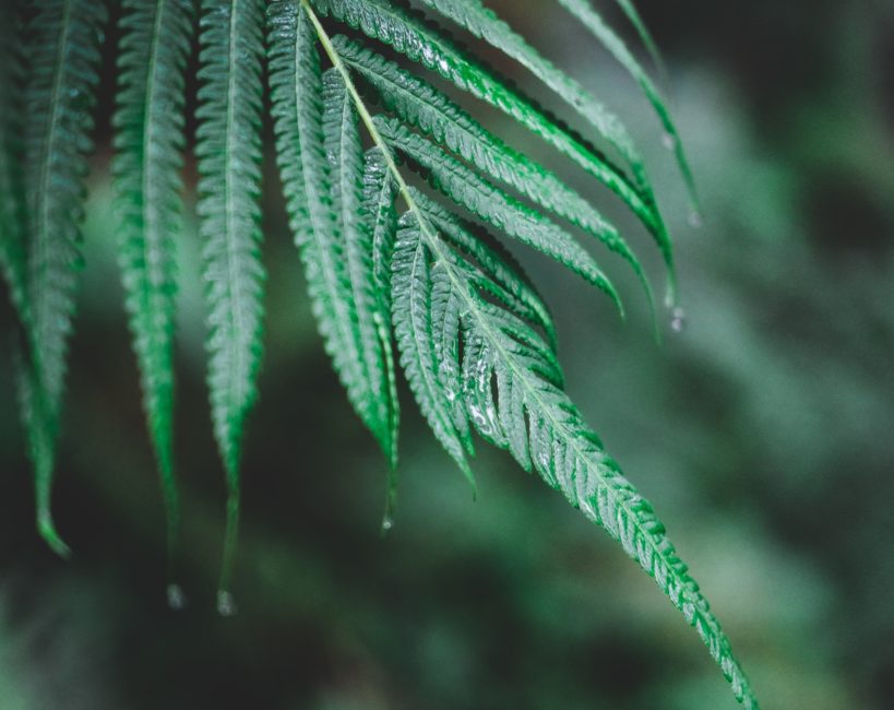 Photo of a single fern leaf in the rain.